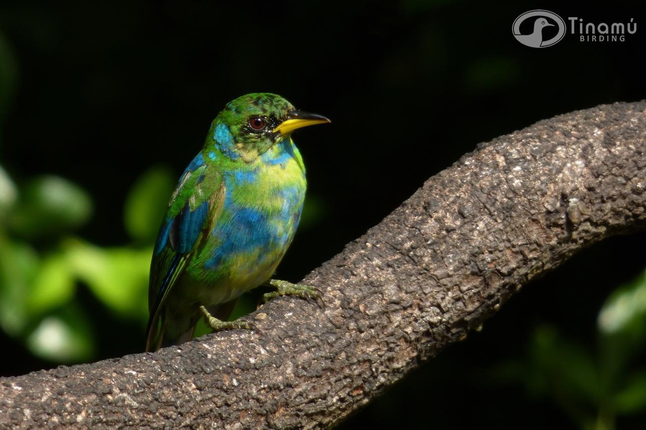 מלון La Manuelita Tinamu Birding מראה חיצוני תמונה
