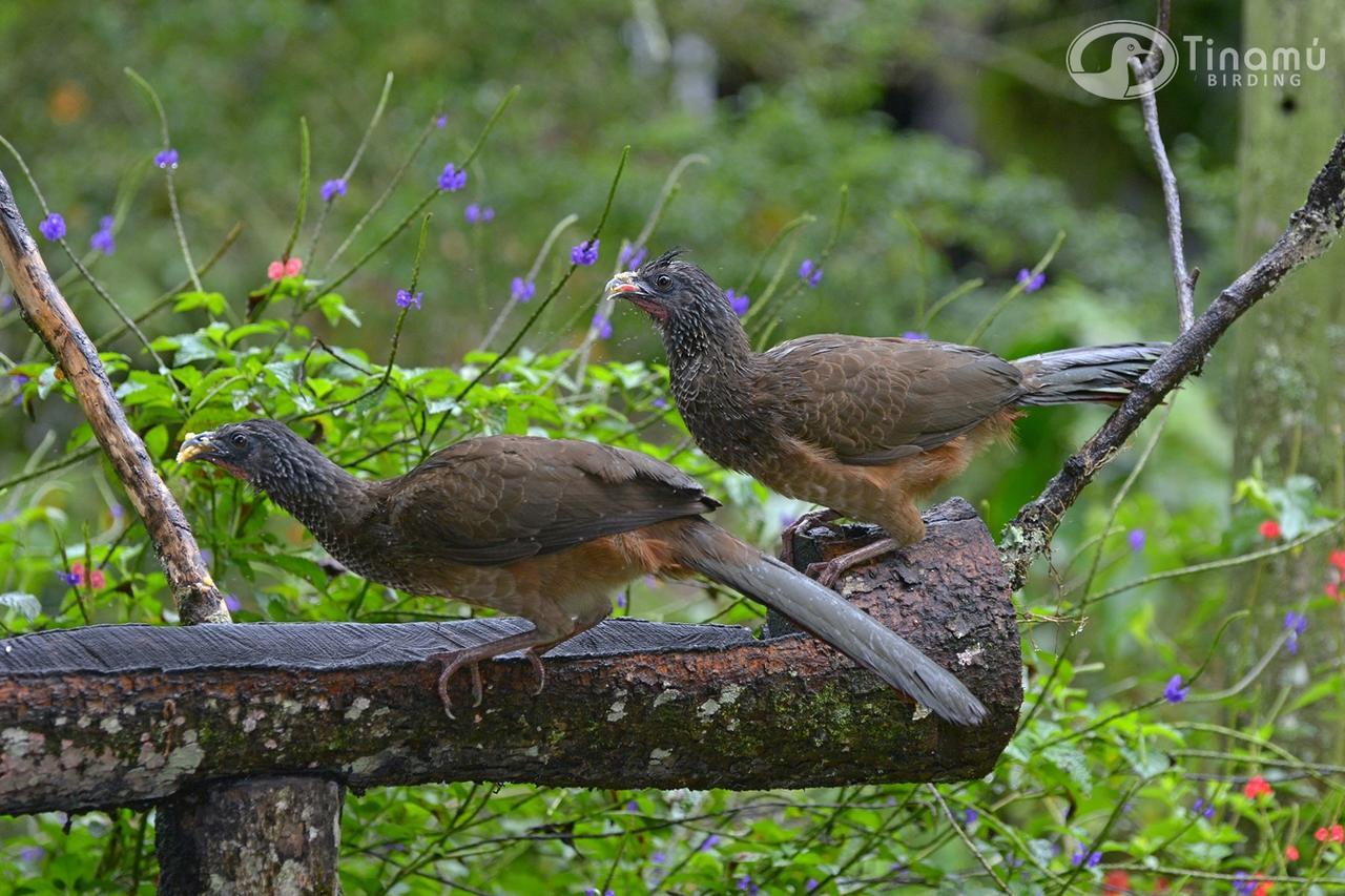 מלון La Manuelita Tinamu Birding מראה חיצוני תמונה